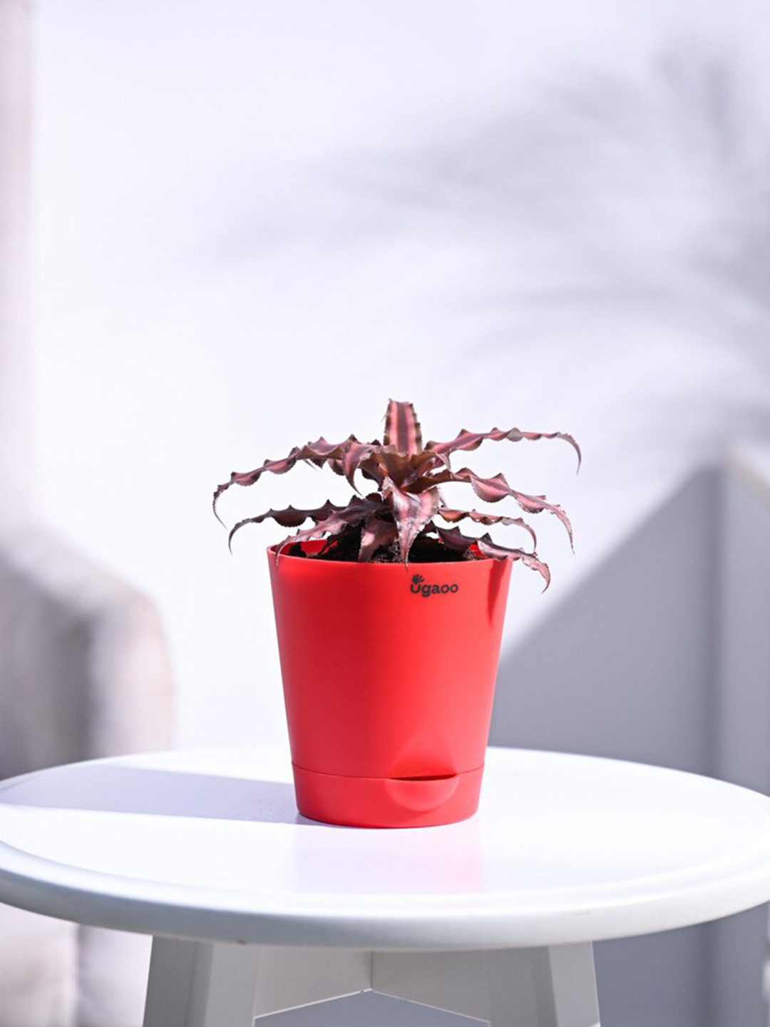 UGAOO Earth Star Red Plant With Self Watering Pot