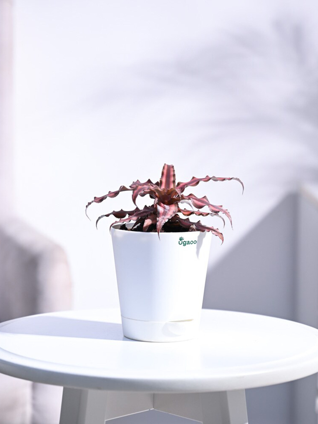 UGAOO Self Watering Earth Star Plant With Pot