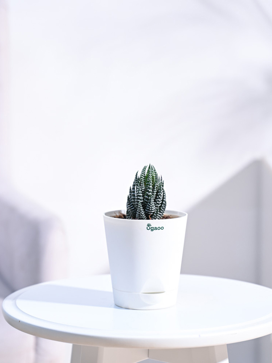 UGAOO Haworthia Coarctata Plant with Self Watering Pot