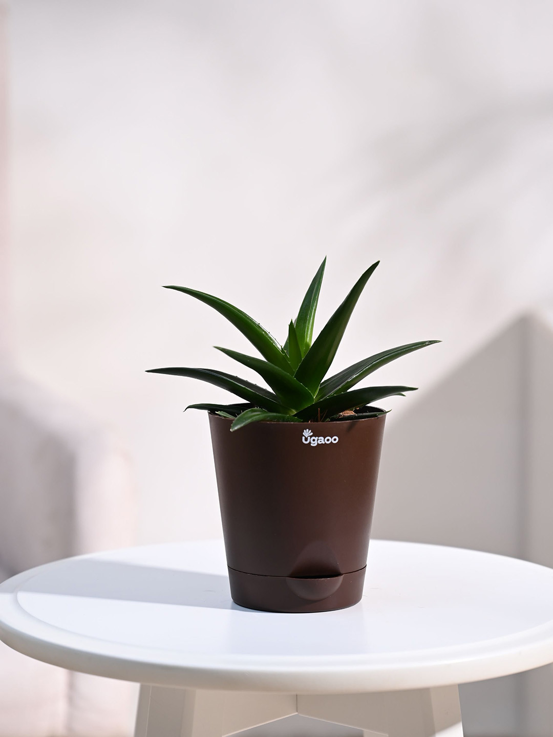 UGAOO Aloe Vera Mini Plant With Self Watering Pot