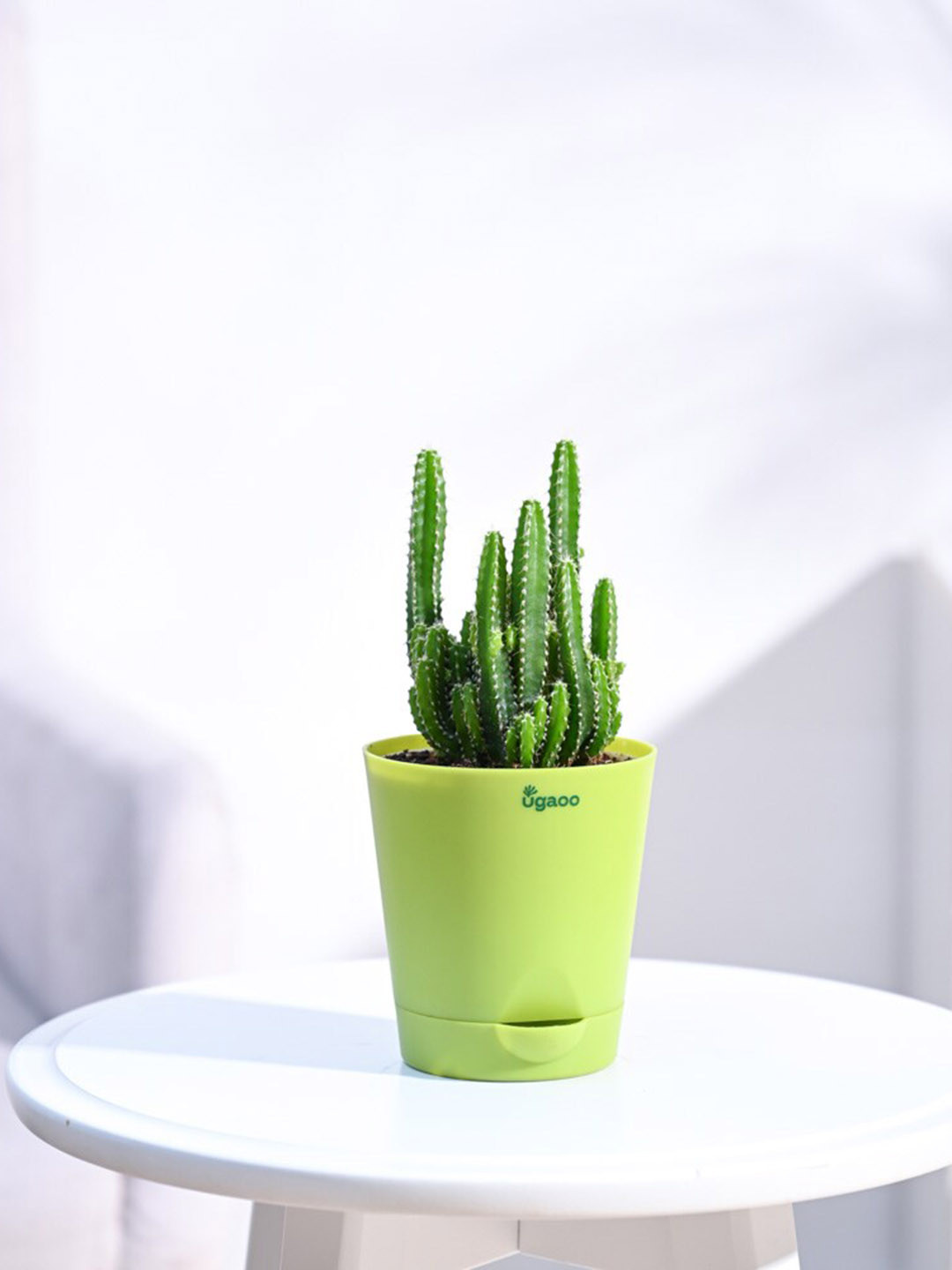UGAOO Elongated Cactus Plant with Self Watering Pot