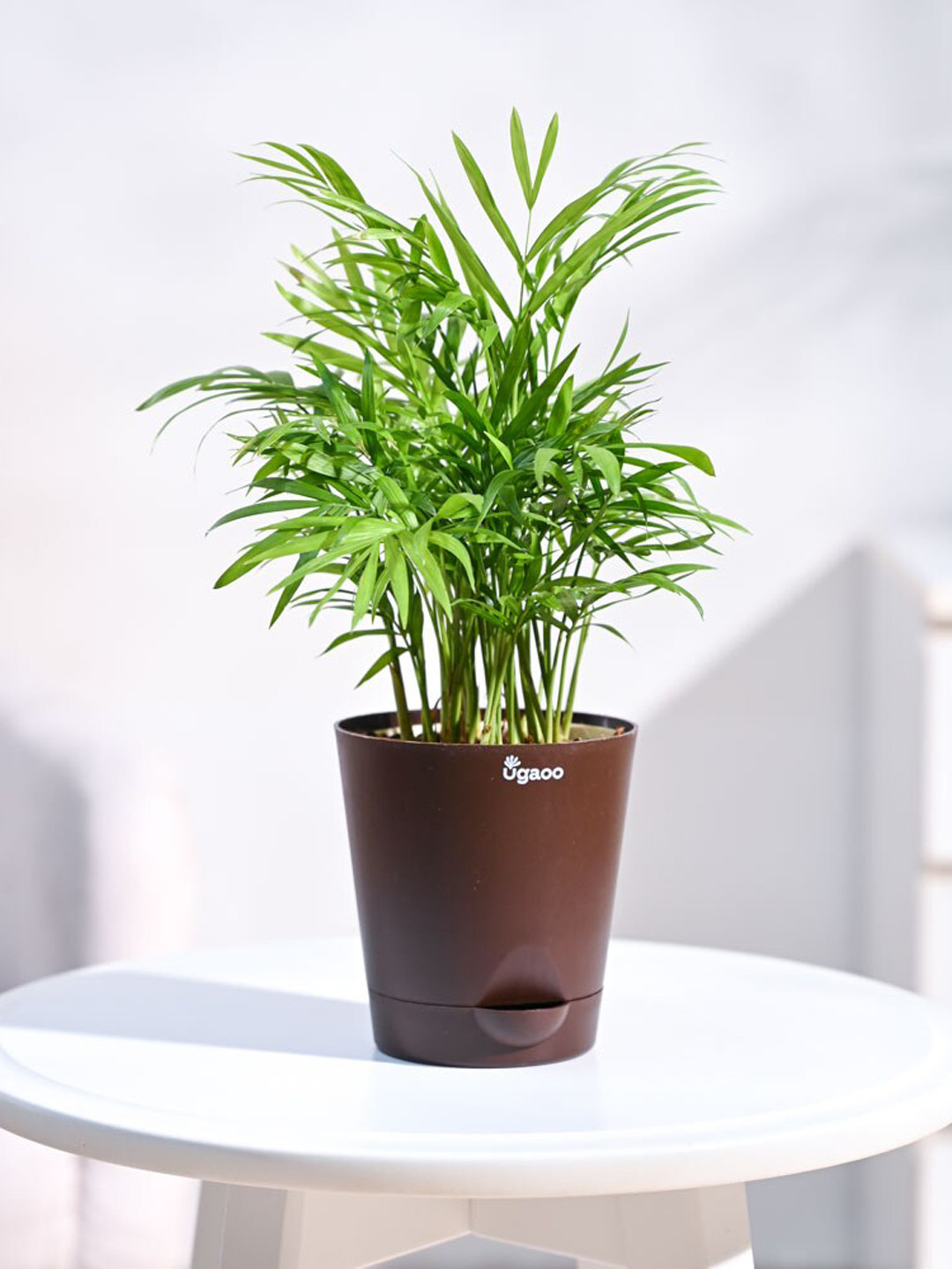 UGAOO Bamboo Palm Plant With Self Watering Pot