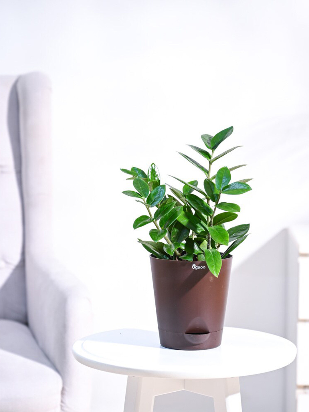 UGAOO ZZ Plant with Self Watering Pot