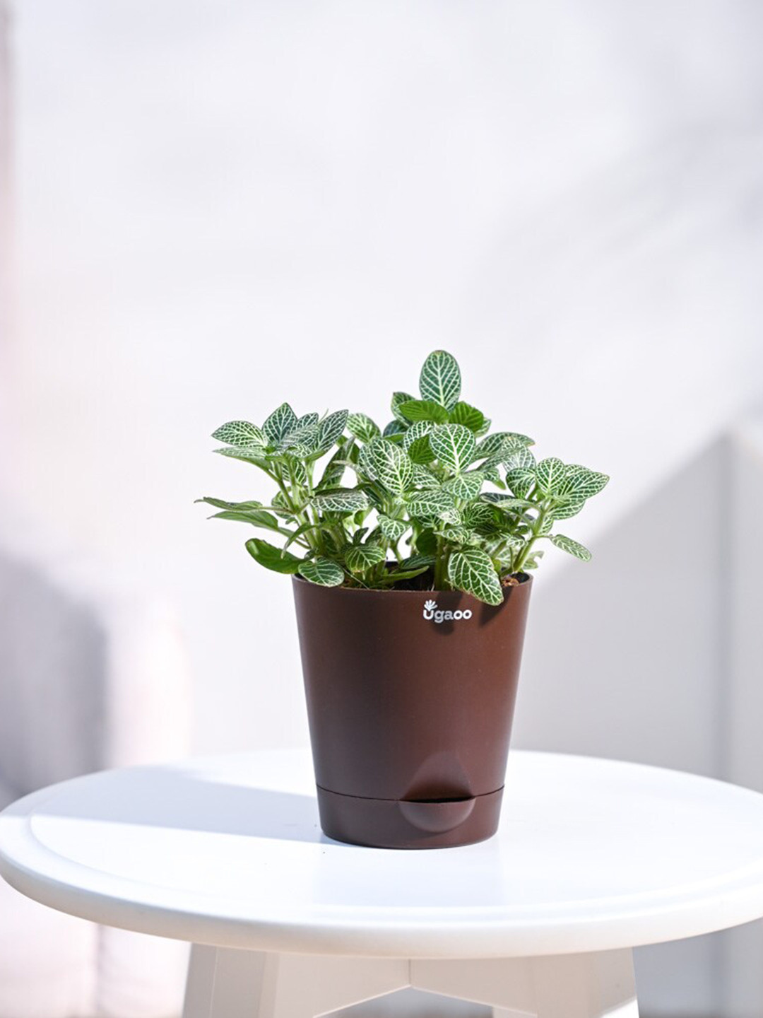 UGAOO Live Fittonia Plant With Self Watering Pot