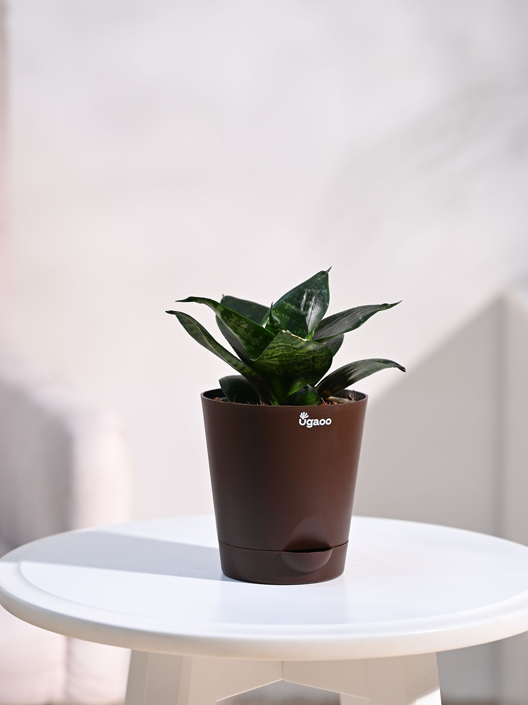 UGAOO Shrubs Plant With Pot