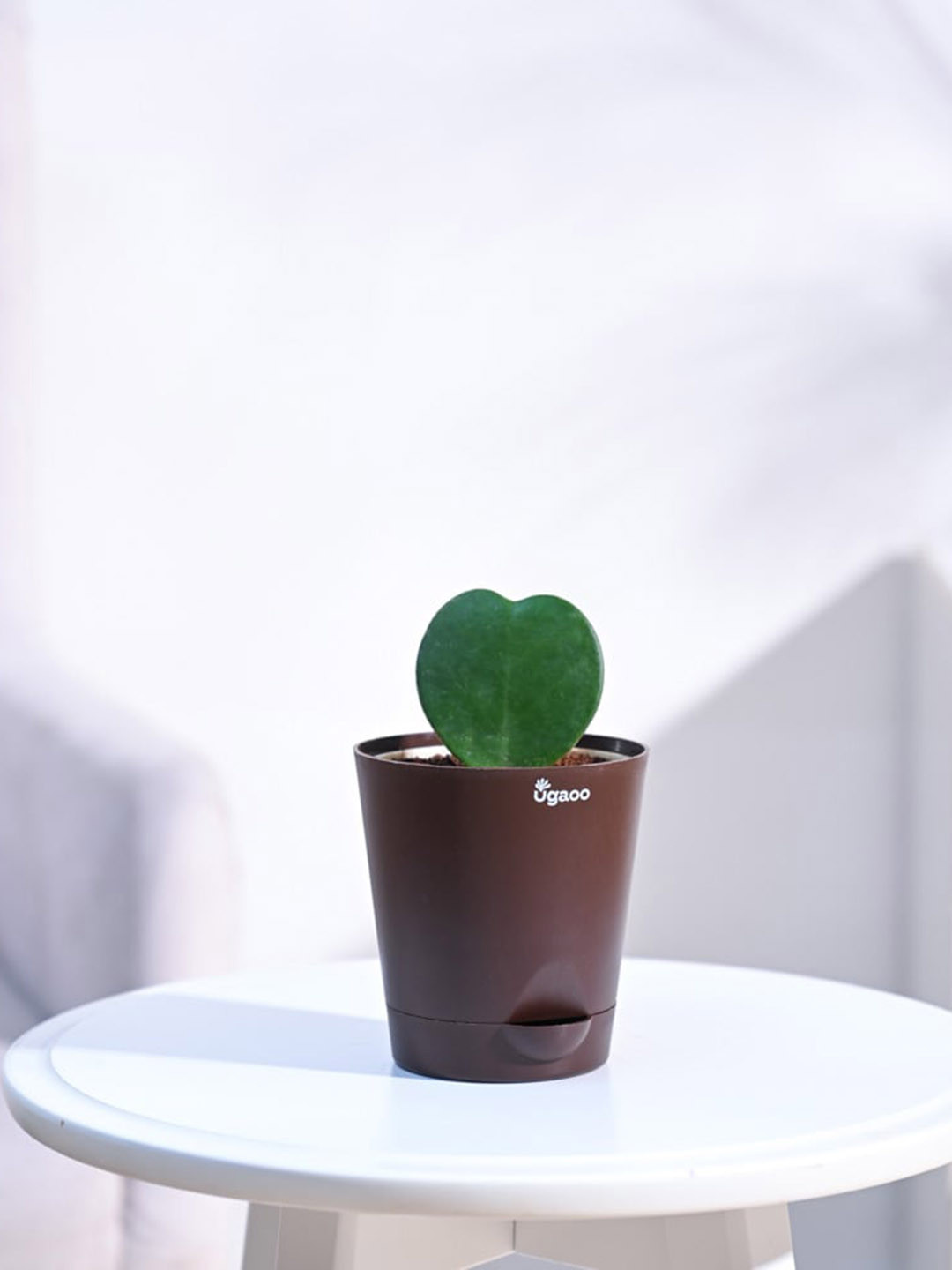 UGAOO Hoya Plant with Self Watering Pot