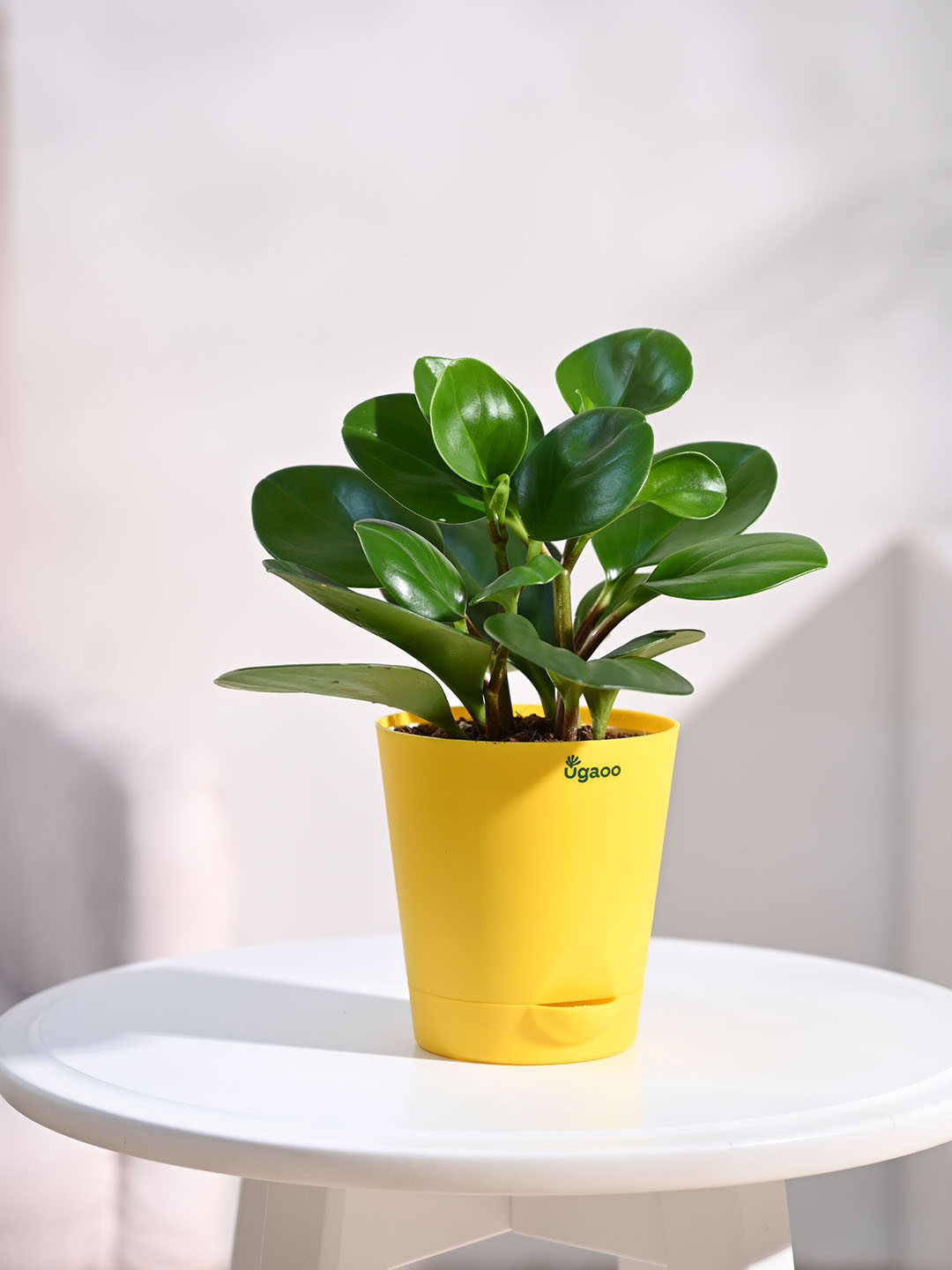 UGAOO Peperomia Plant with Self Watering Pot