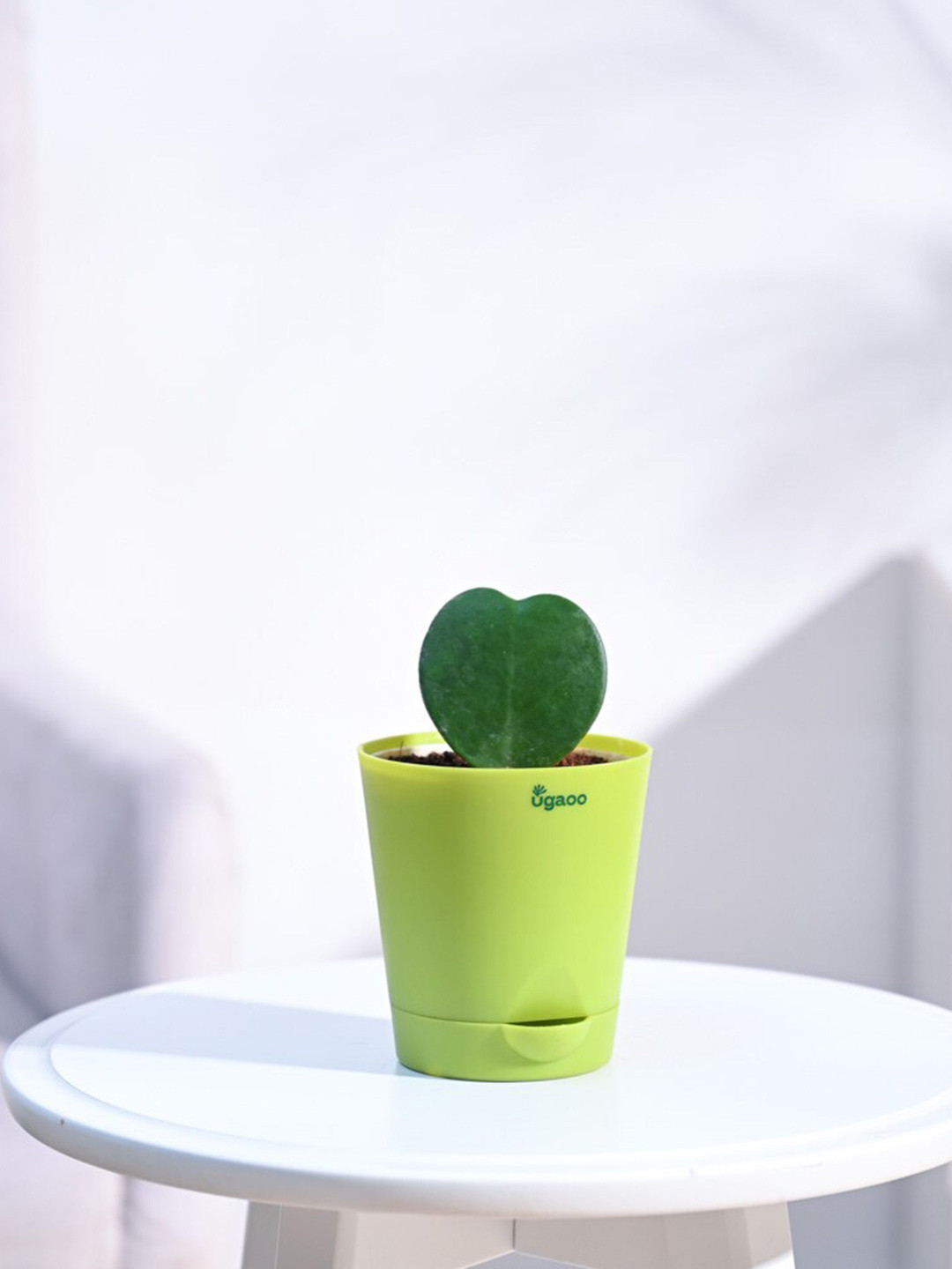 UGAOO Heart Hoya Plant With Self Watering Pot