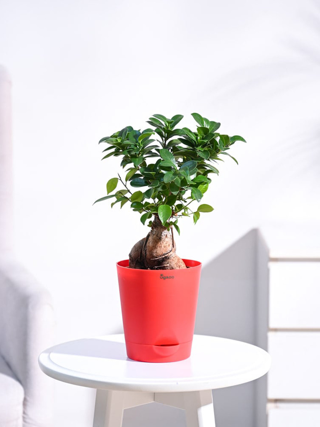 UGAOO Ficus Bonsai Plant With Self Watering Pot