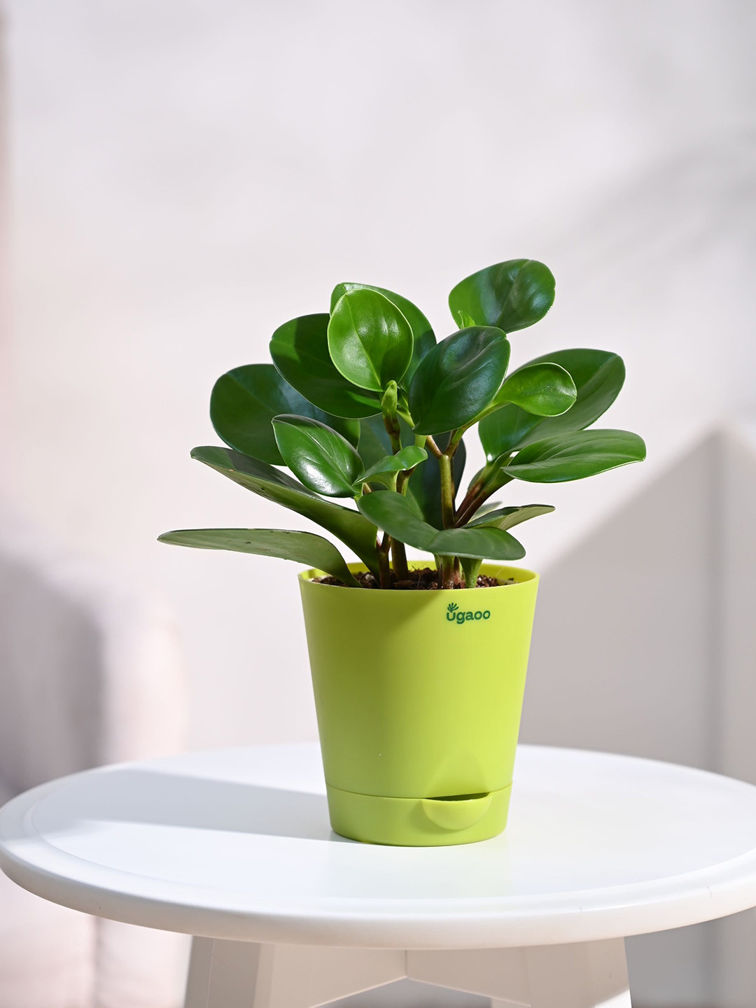 UGAOO Peperomia Plant With Self Watering Pot