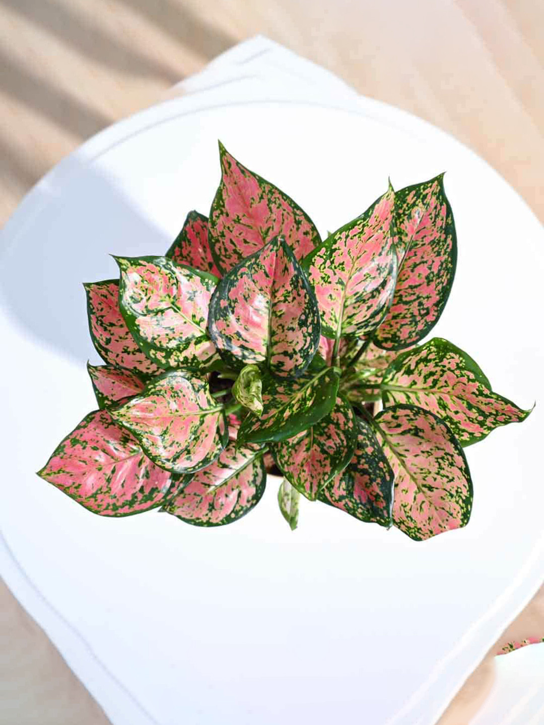 UGAOO Indoor Aglaonema Plant & Pot