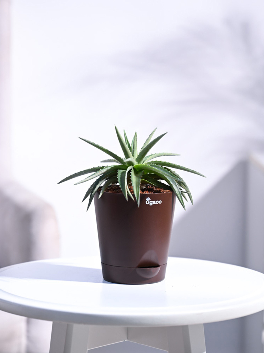 UGAOO Aloe Vera Mini Plant With Pot