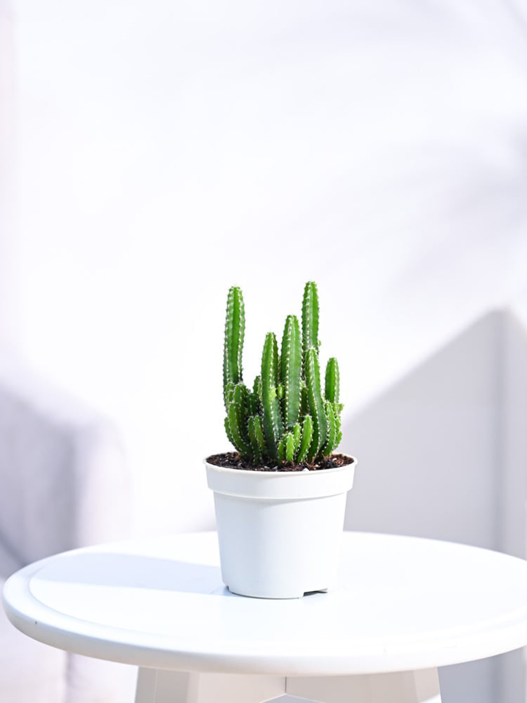 UGAOO Elongated Cactus Plant With Gro Pot