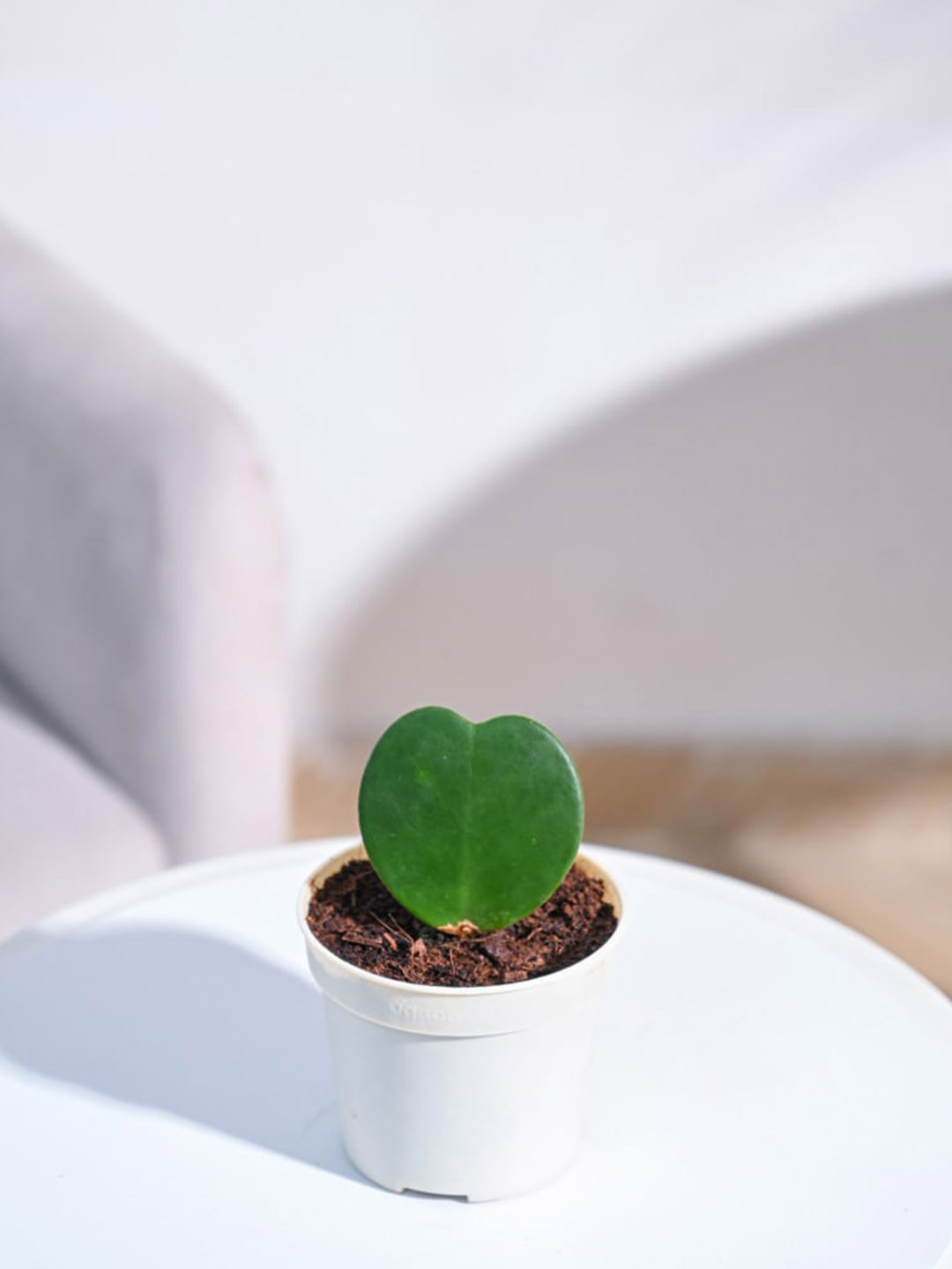 UGAOO Heart Hoya Plant With Gro Pot