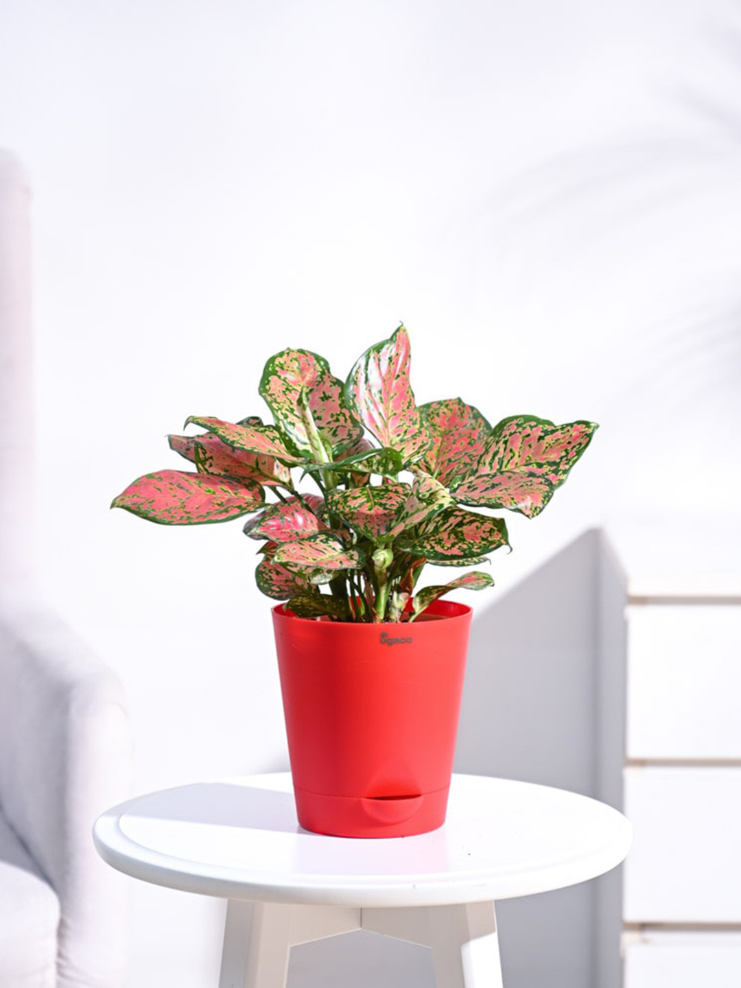 UGAOO Pink Aglaonema Beauty Plant With Self Watering Pot