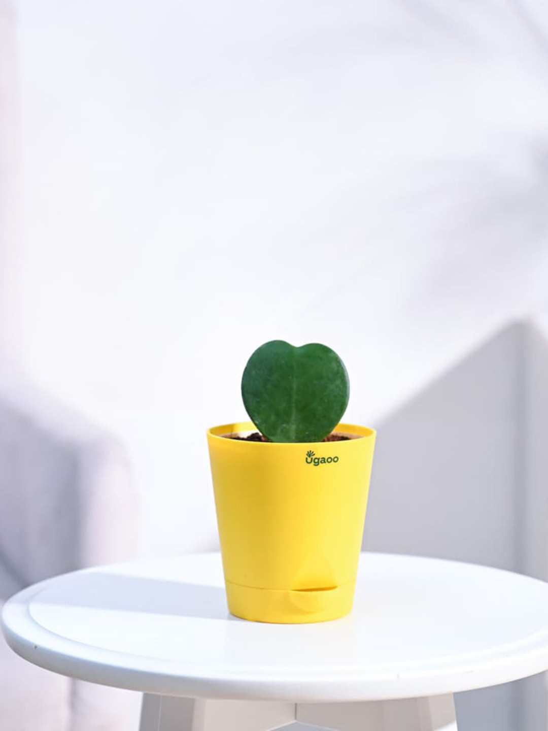 UGAOO Indoor Heart Hoya Plant with Self Watering Pot-5 Inches