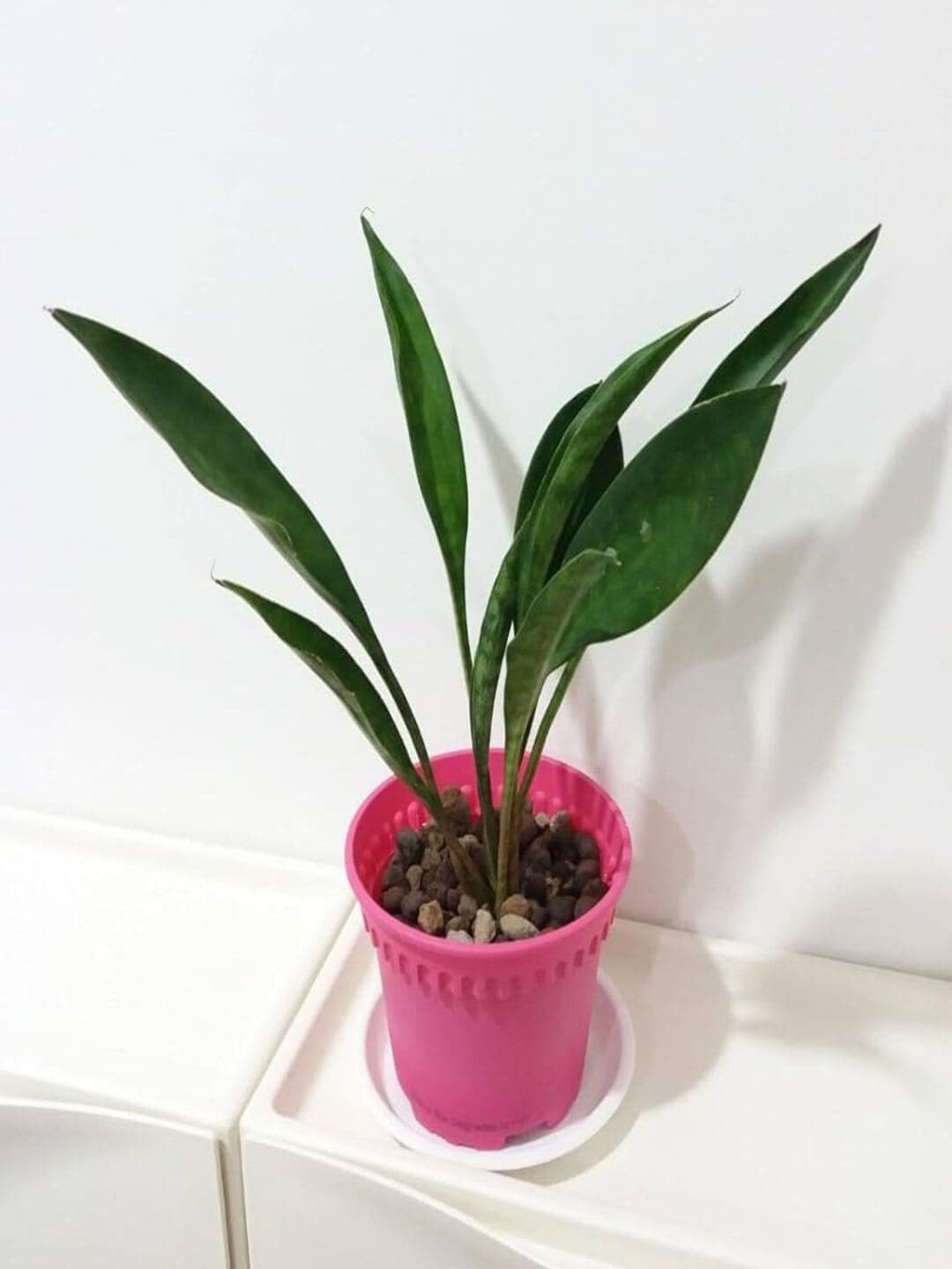 Studio Seed Outdoor Dwarf Sansevieria AKA Spoon leaf Live Plant