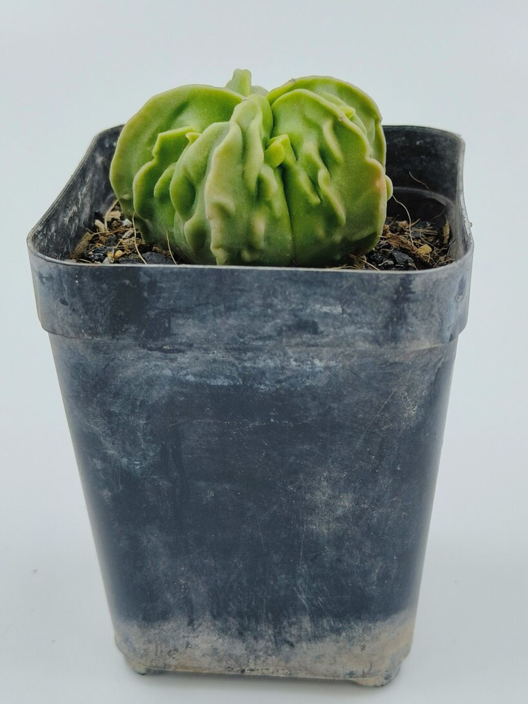 Studio Seed Astrophytum Myriostigma Nudum Fukuryu Live Plant