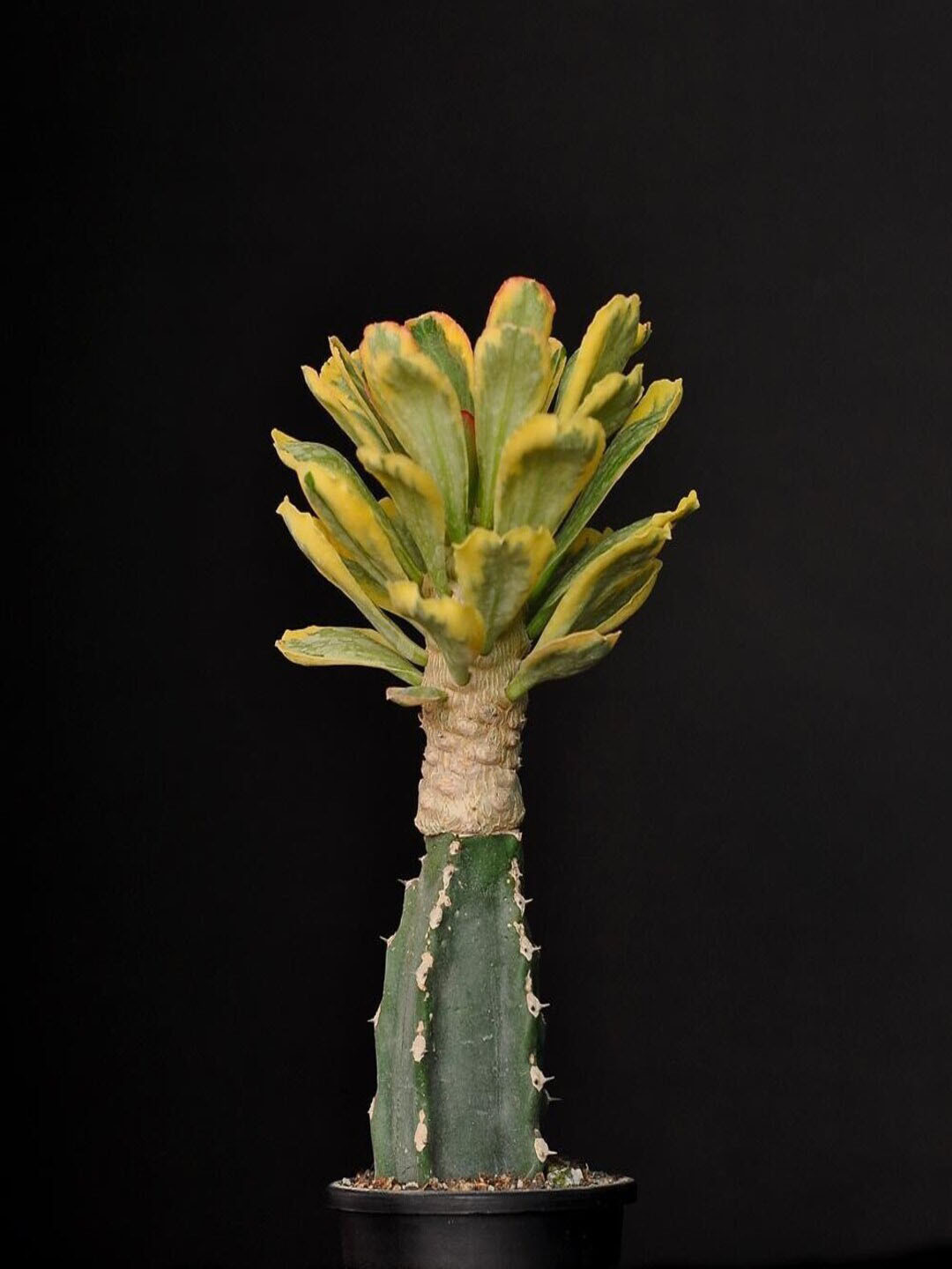 Studio Seed Euphorbia Poissonii  Live Plants