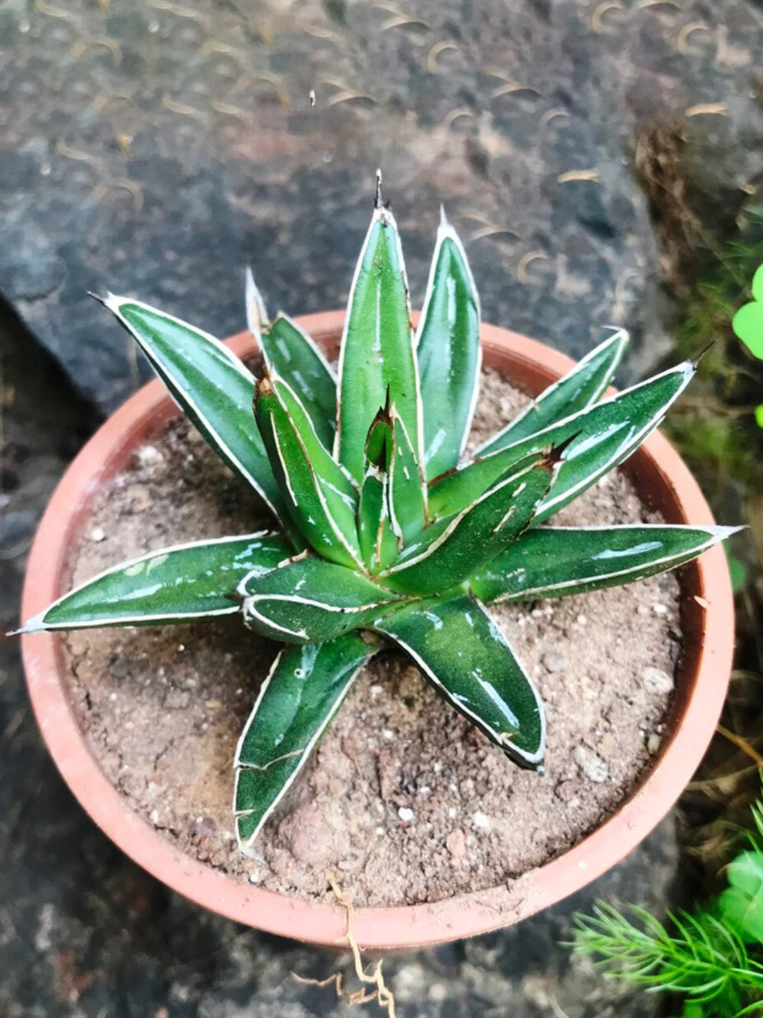 Studio Seed Outdoor Agave Victoriae Reginae Live Plant