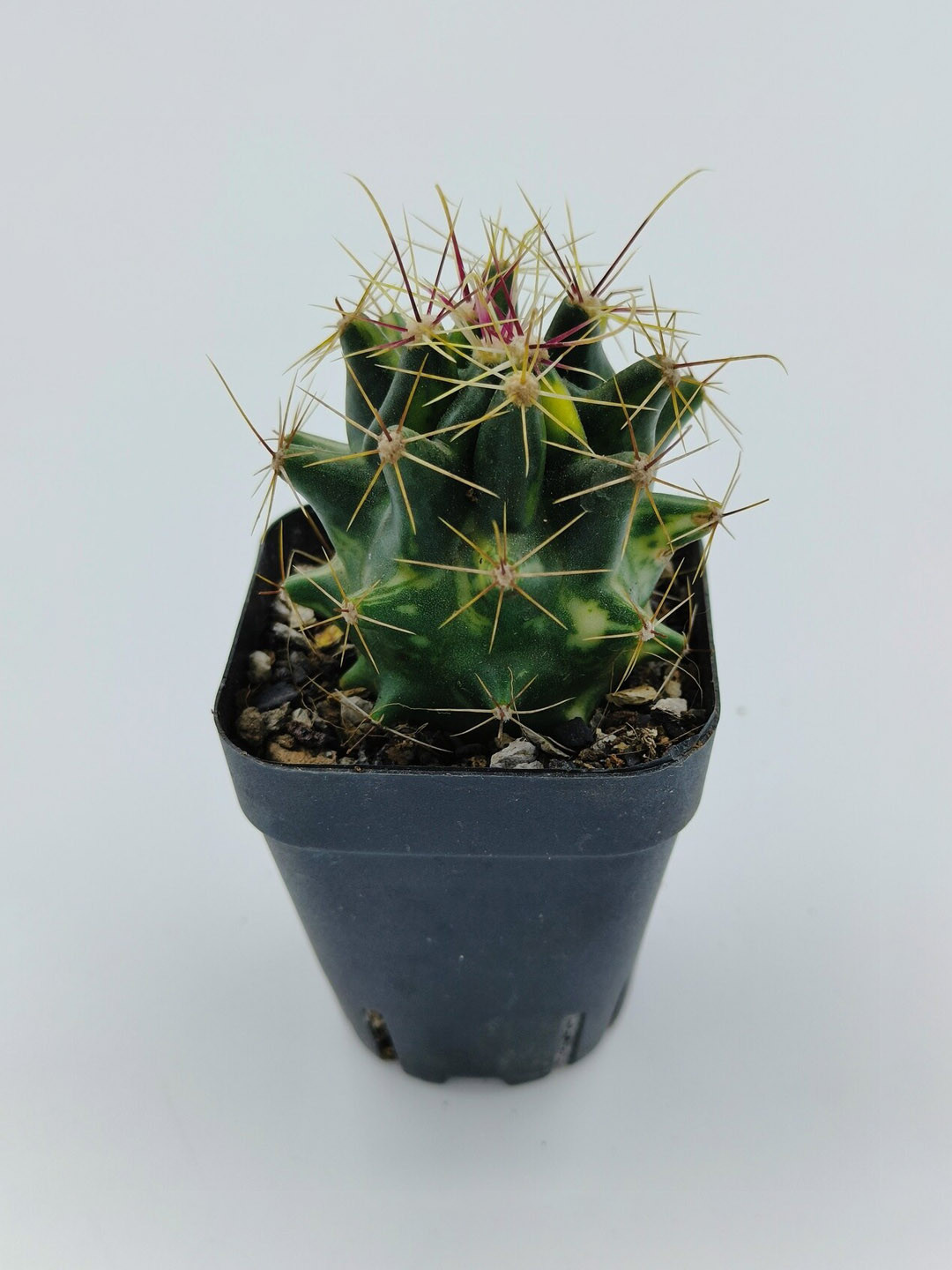 Studio Seed Ferocactus hamatacanthus Varuegated Live Plant