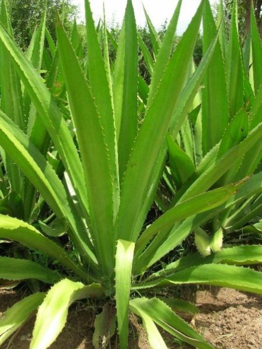 Studio Seed Agave Americana Live Plant
