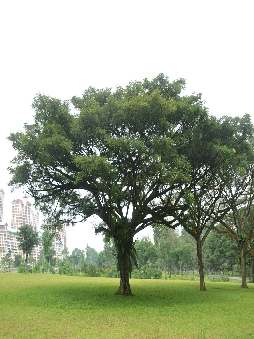 Studio Seed Brown 30 Pieces Herbs Without Pot Seeds