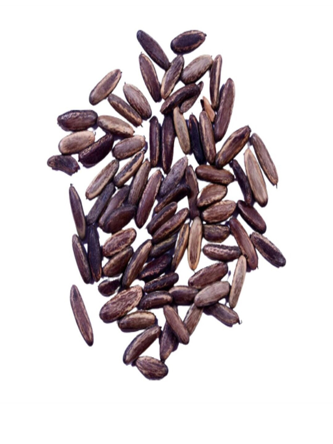 Studio Seed 30 Gulmohar Hybrid Seeds