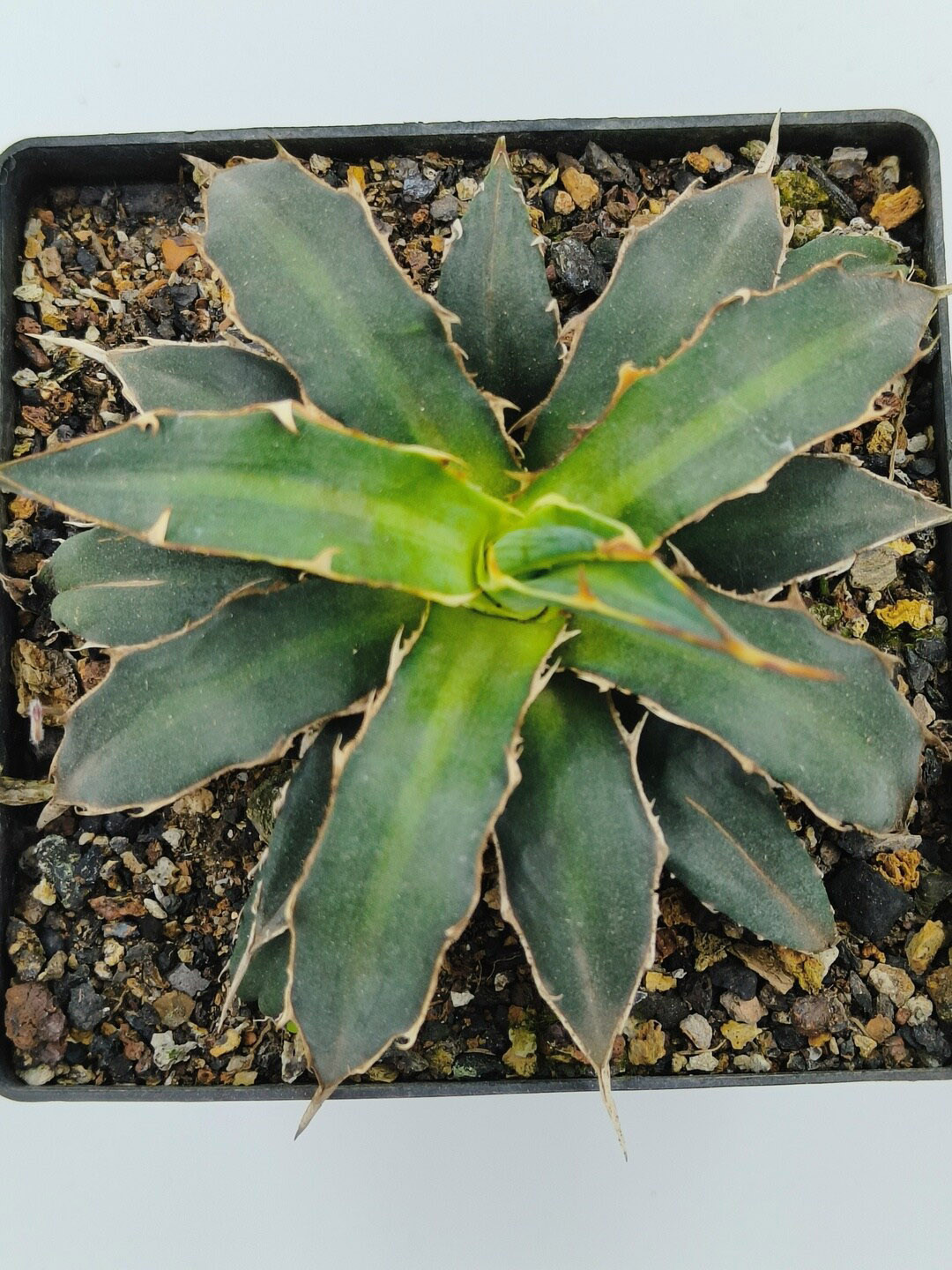 Studio Seed Outdoor Agave Xylonacantha Live Plant