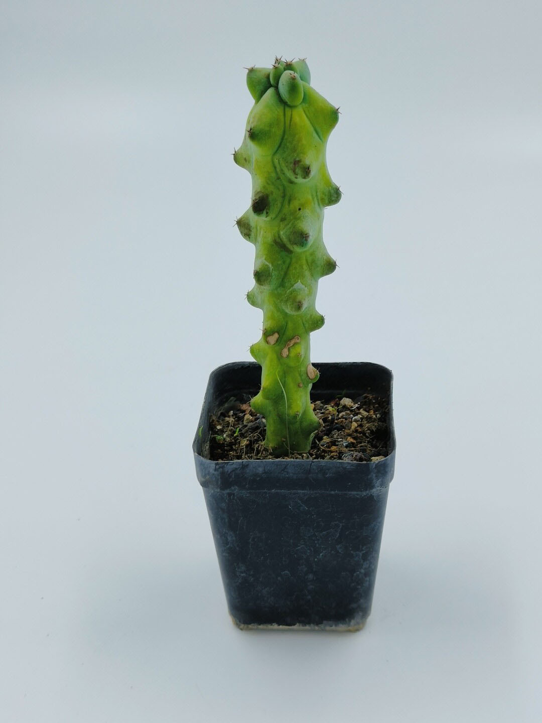Studio Seed Boobie Cactus Live Plant
