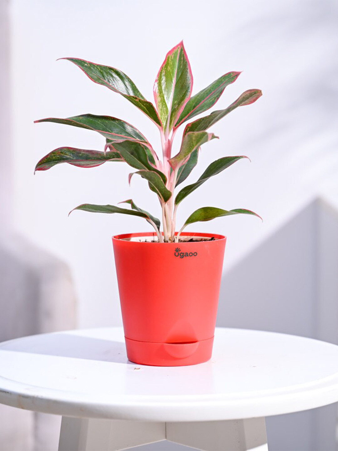 UGAOO Aglaonema Red Indoor Live Plant & Red Self Watering Pot