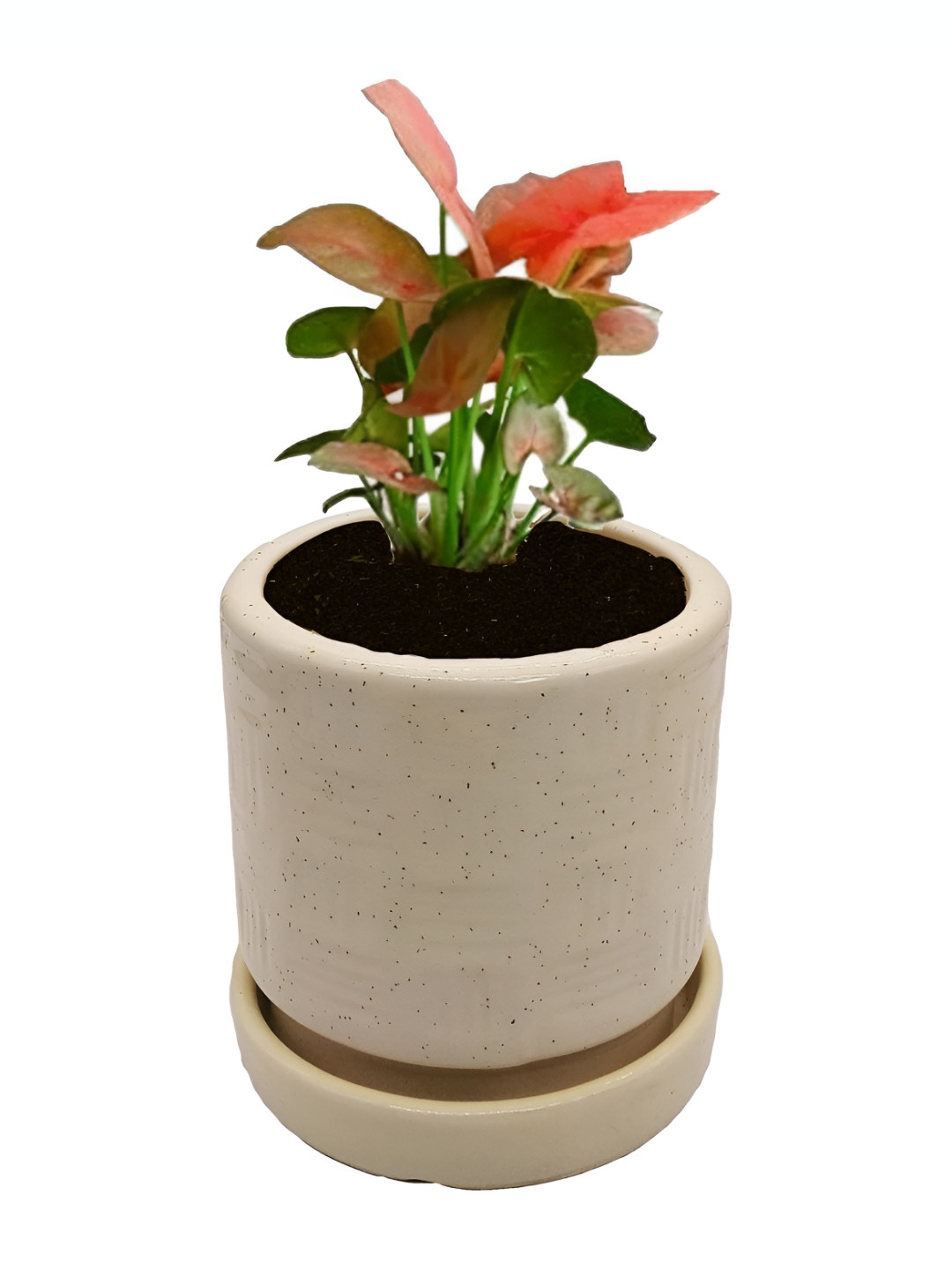 INDIA MEETS INDIA Cream Ceramic CP Planter Pot