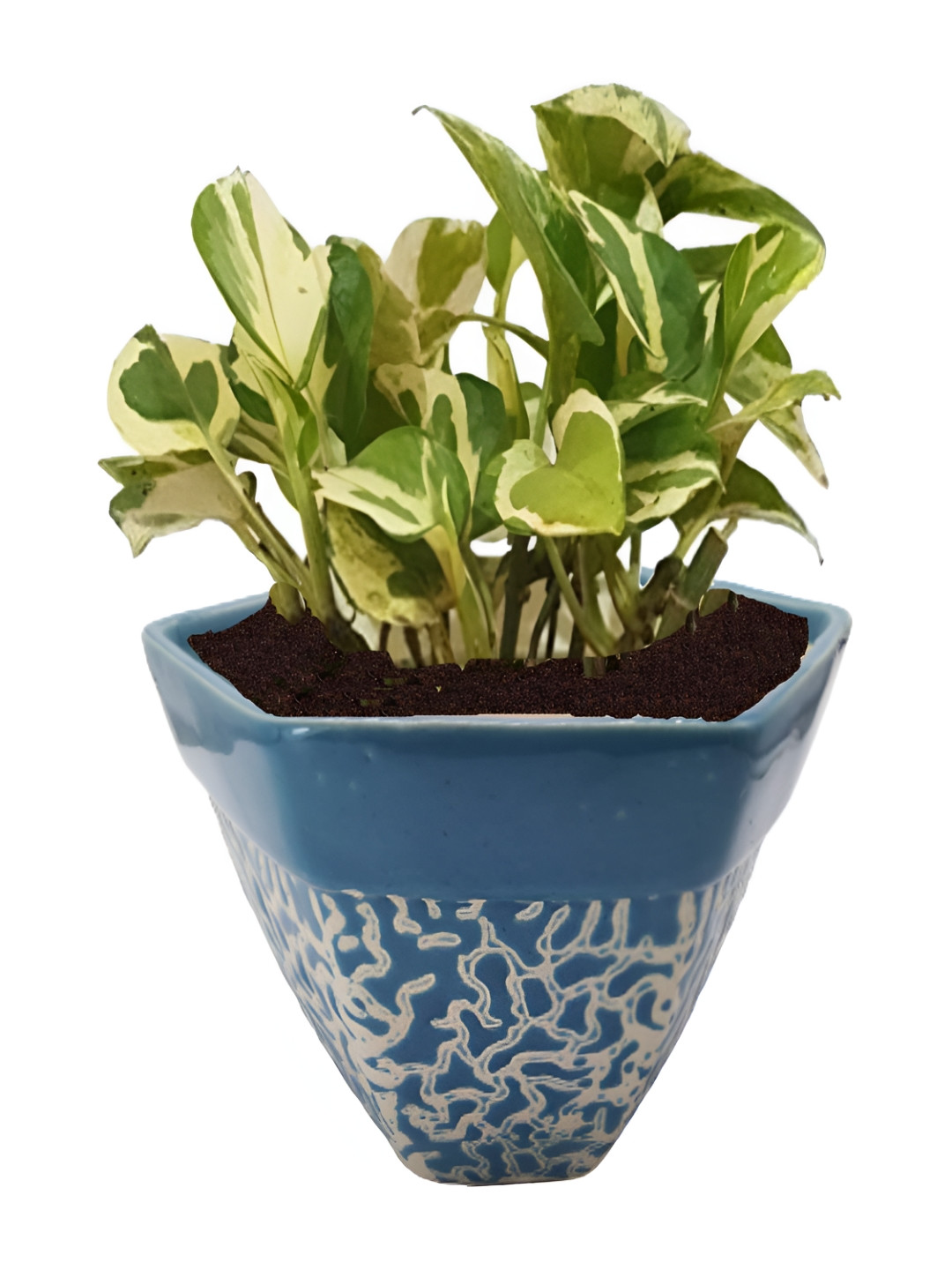 INDIA MEETS INDIA Blue Ceramic Planter With Pot