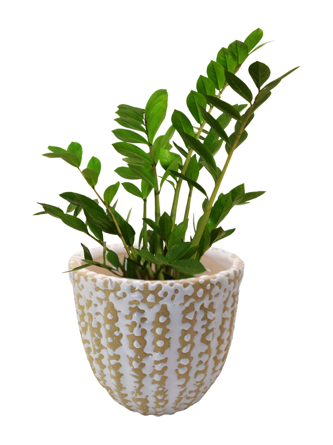 INDIA MEETS INDIA Cream Patterned Ceramic Planter
