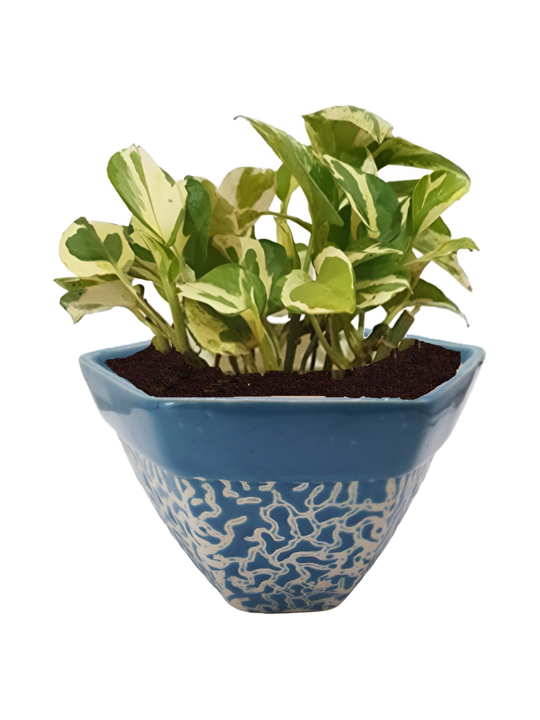 INDIA MEETS INDIA Blue & Beige Ceramic Pot Planter