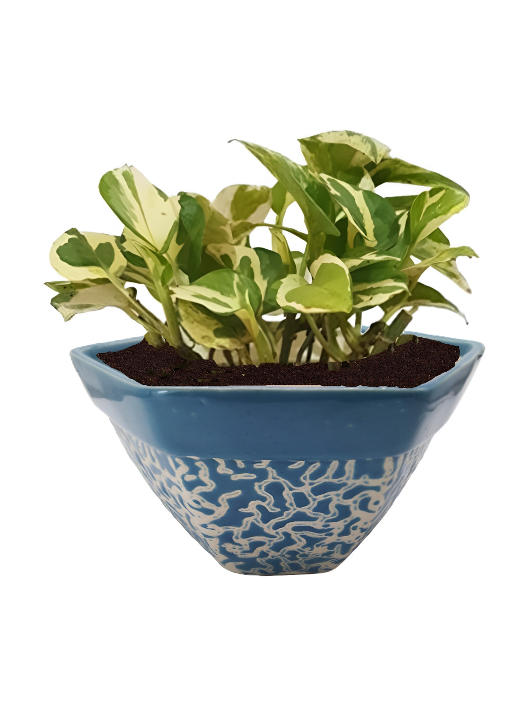 INDIA MEETS INDIA Blue & White Ceramic Pot Planter