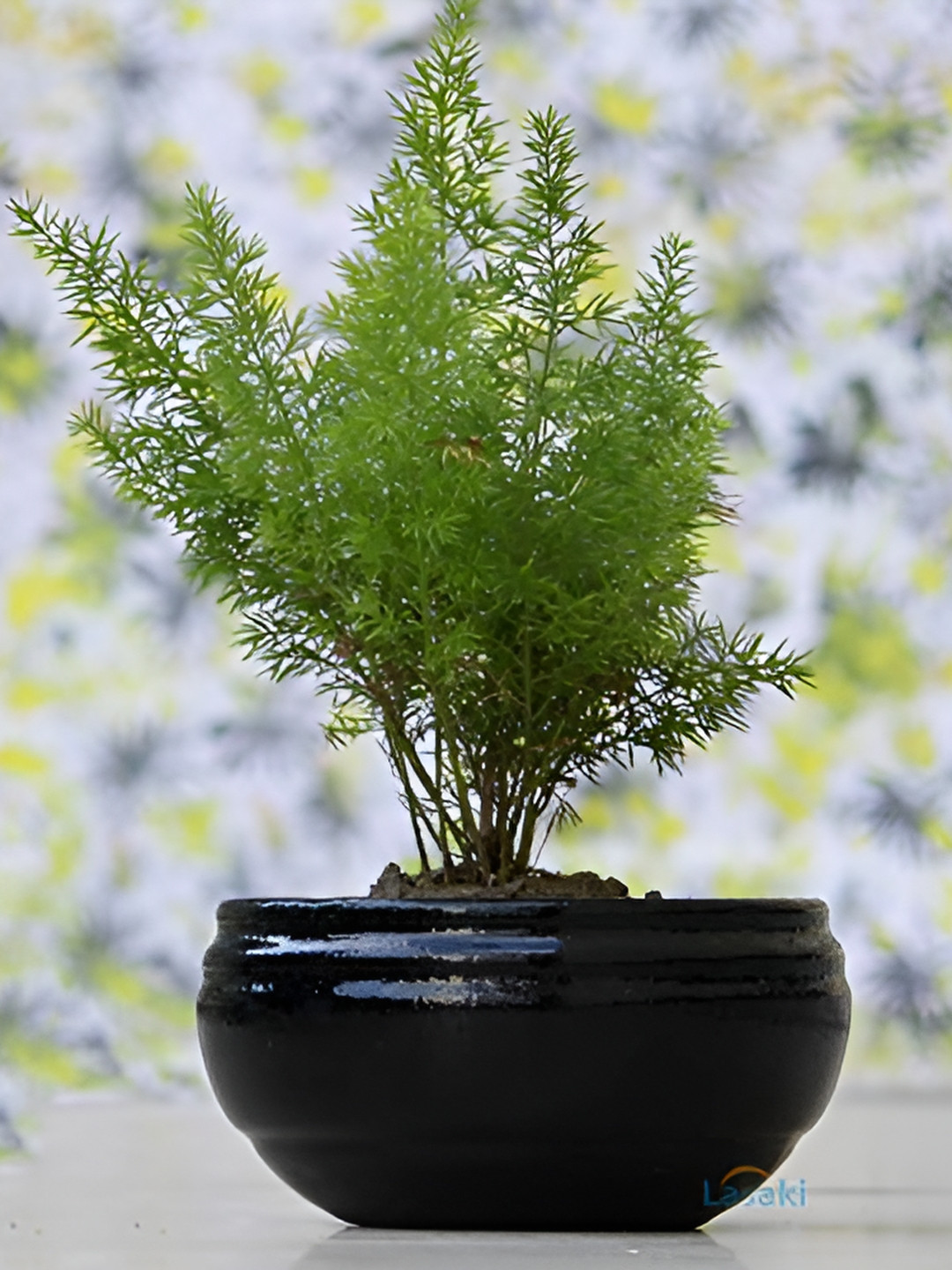 LASAKI Black Textured Ceramic Planter