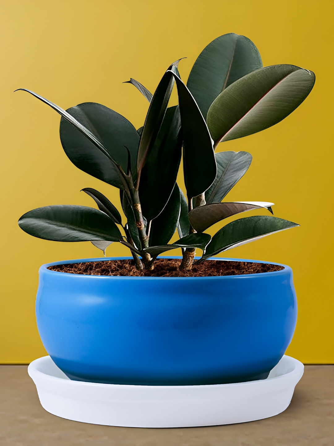 LASAKI Navy Blue & White 2 Pieces Ceramic Planter With Plate