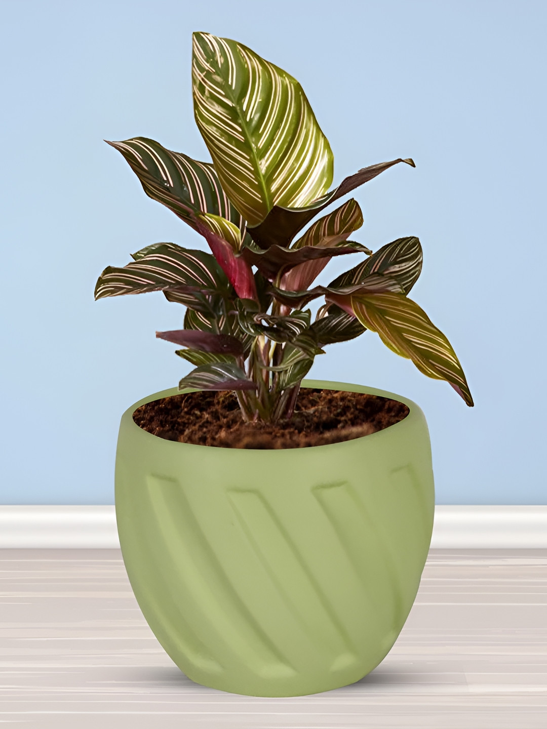 LASAKI Lime Green Textured Ceramic Planter