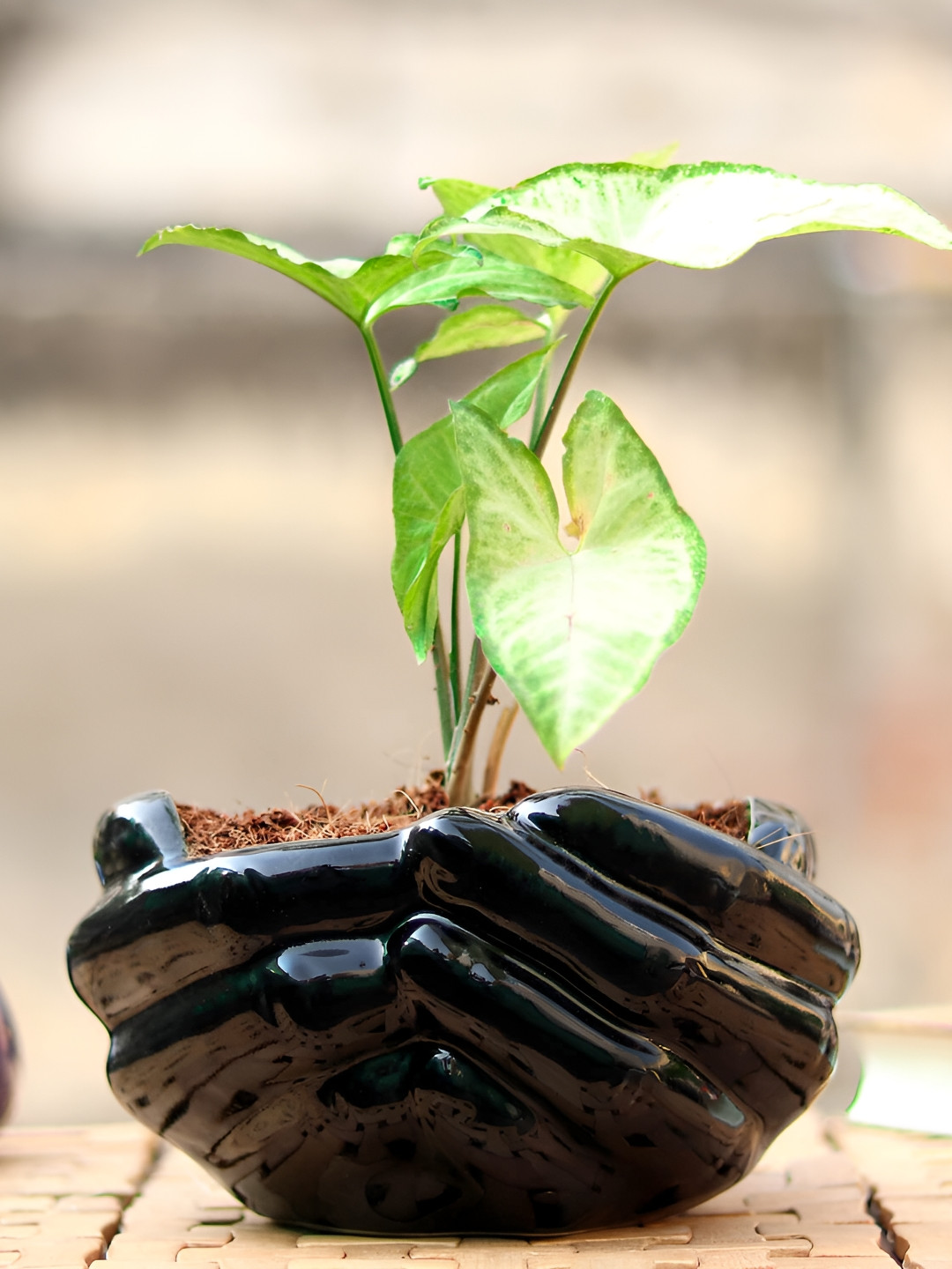 LASAKI Black Hand Textured Ceramic Planter