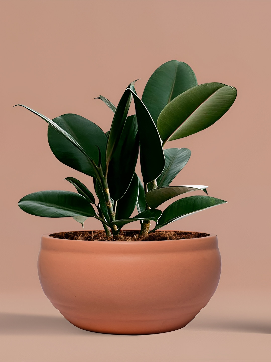 LASAKI Brown Bowl Ceramic Planter