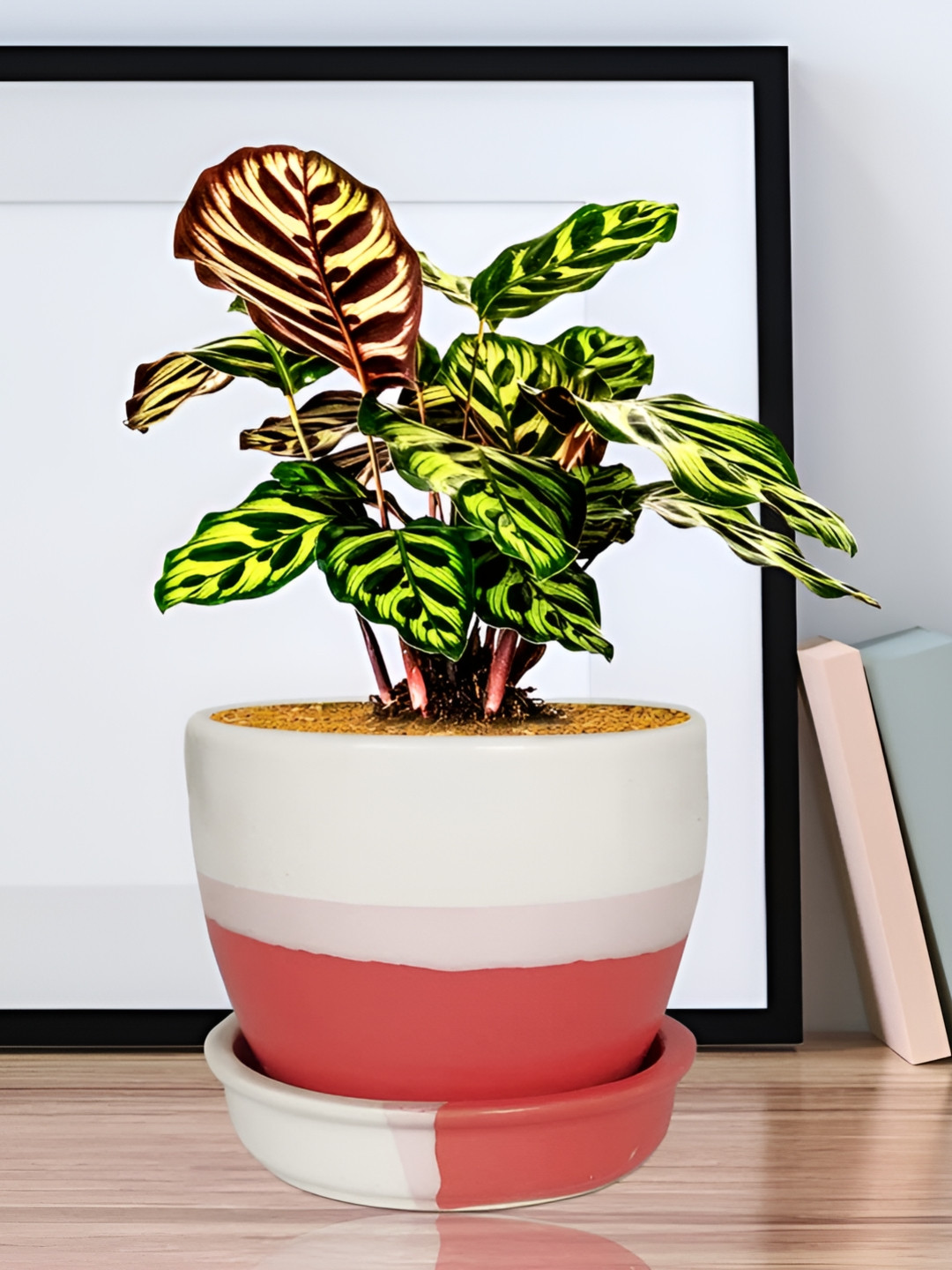 LASAKI Red White 2 Pieces Colourblocked Ceramic Planter With Holder