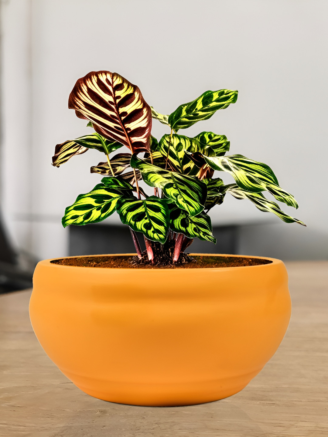 LASAKI Orange Circular Bowl Shape Ceramic Planter