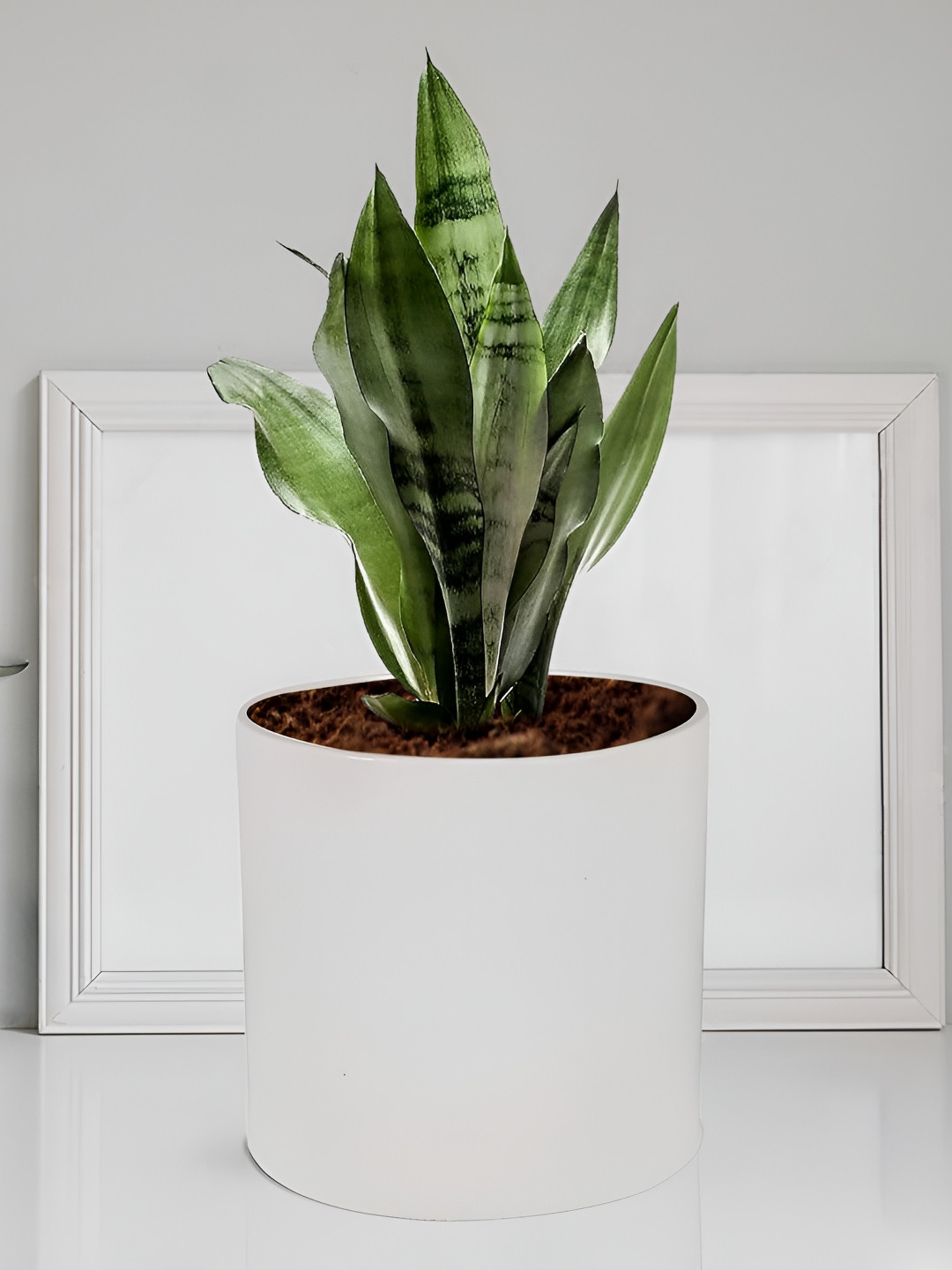 LASAKI White Ceramic Planter With Holder