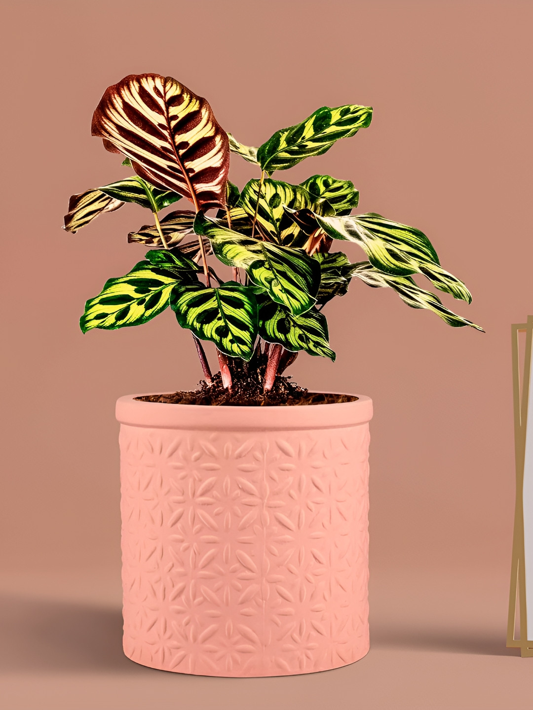 LASAKI Light Pink Textured Cylindrical Ceramic Planters