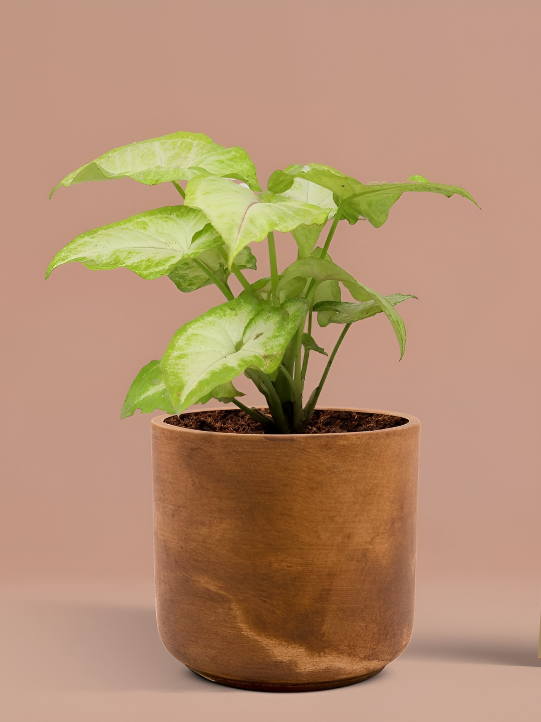 LASAKI Antique Brown Ceramic Planter