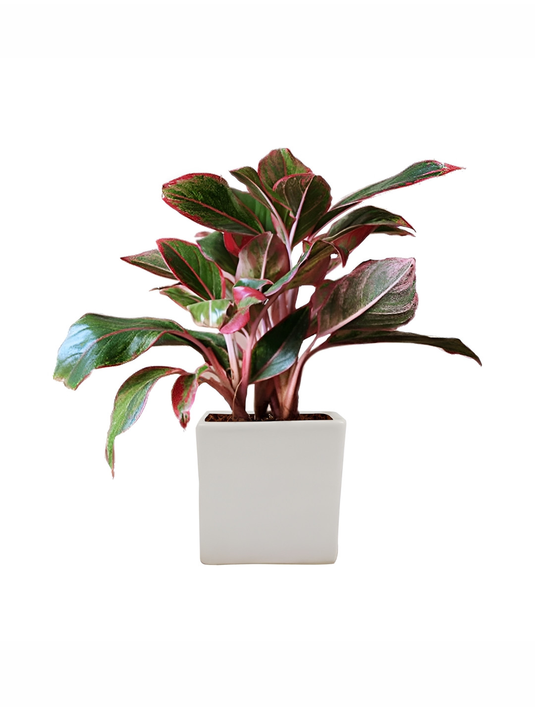 LASAKI White Square Box Ceramic Planter