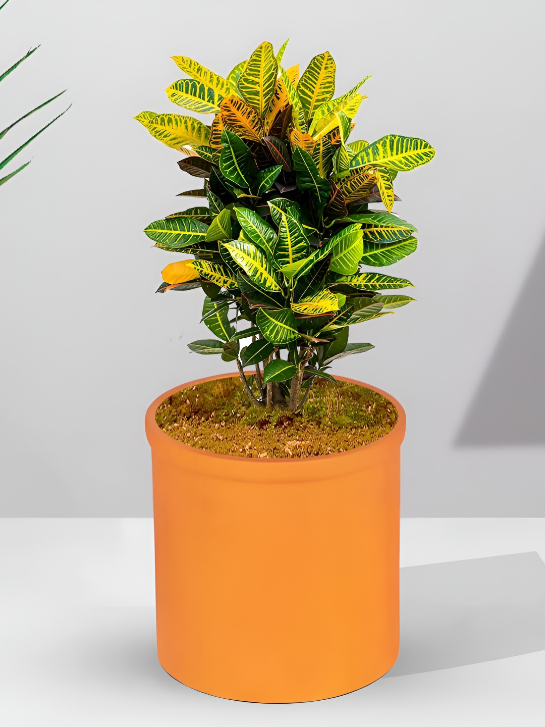 LASAKI Orange Ceramic Planter Holder