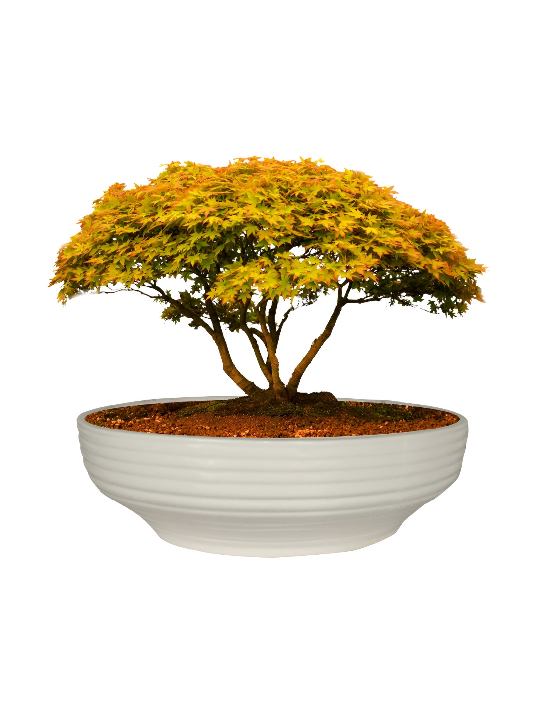 LASAKI White Ceramic Planter With Holder