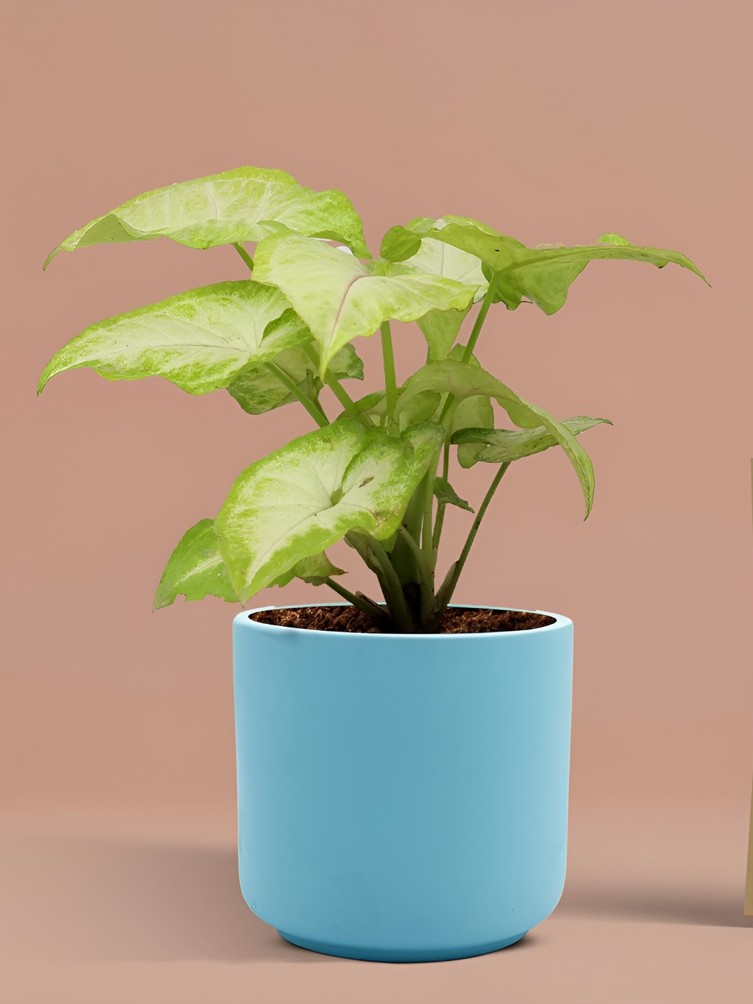 LASAKI Zeno Blue Ceramic Planter With Holder
